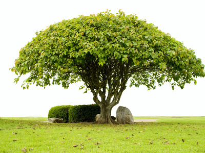 Der LEgende nach soll Buddha nach der Meditation unter einem Bodhi-Baum wie diesem zur Erleuchtung gelangt sein.